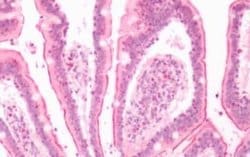 Leukotriene B4 Receptor 2 Antibody, Novus Biologicals 50 &mu;g; Unconjugated:Antibodies,